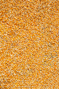 玉米种子摄影图