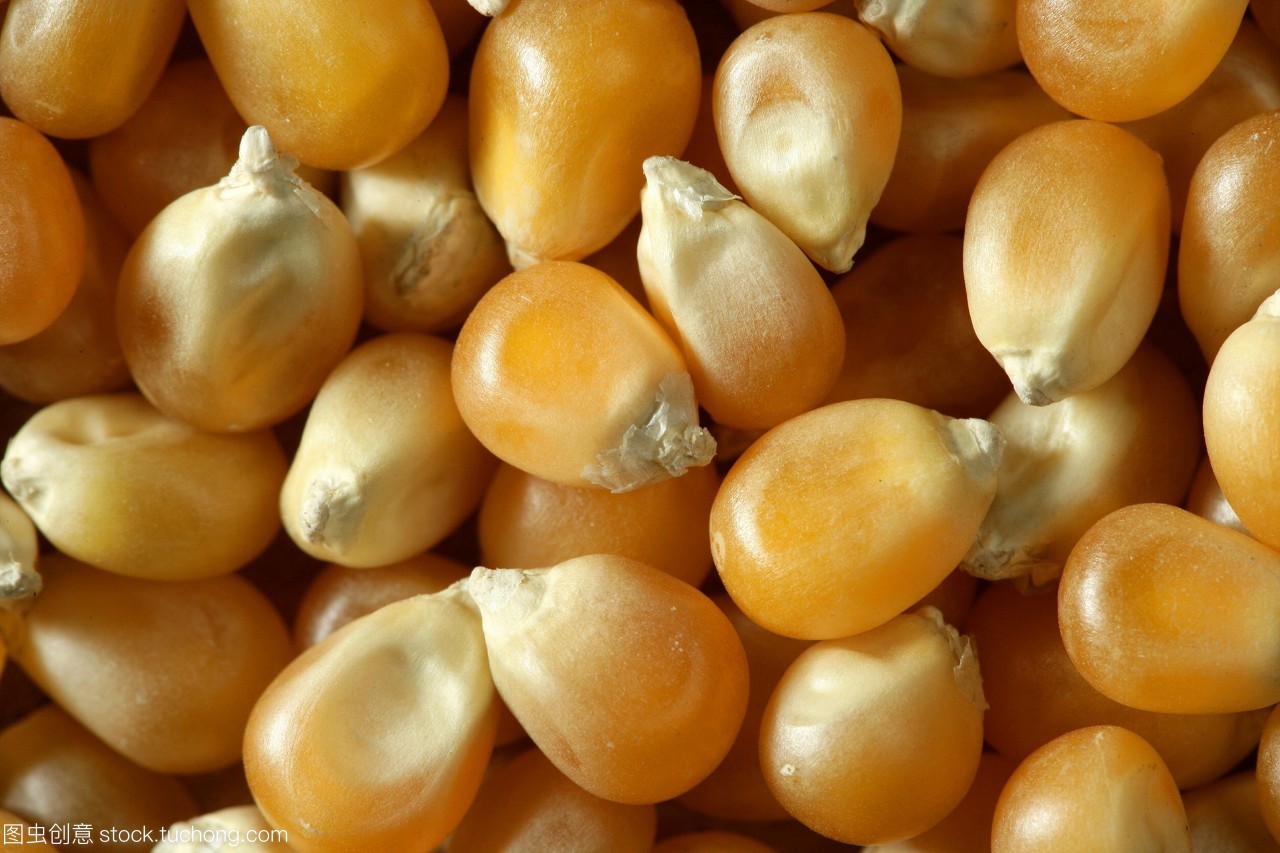 用橘色做的干燥的宏观玉米种子